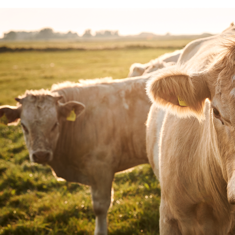 Die Rinder des eigenen Block House Rinderaufzuchtprogramms stehen mindestens sechs Monate auf der grünen Weide